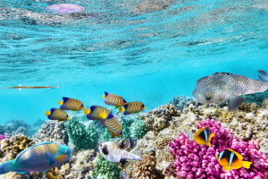 Destinasi Terbaik Great Barrier Reef