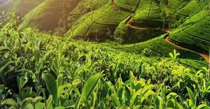Keindahan Nuwara Eliya Sri Lanka