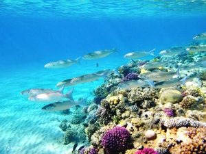 Eksplorasi Laut Blue Hole - Belize