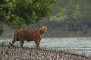 Eksplorasi Budaya Sundarbans
