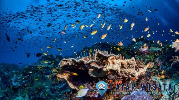 Eksplorasi Laut: 5 Terumbu Karang Terbaik yang Wajib Dikunjungi