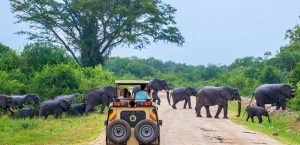 Keindahan Taman Nasional Yala Sri Lanka