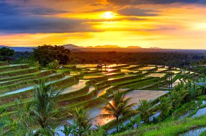 Keindahan Pemandangan Teras Sawah Jatiluwih