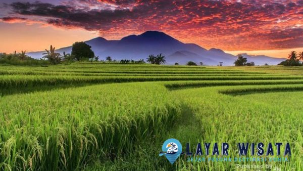 Keindahan Pemandangan Persawahan dan Perkebunan Indonesia