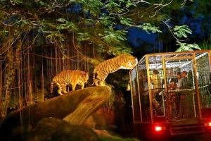 Taman Safari Prigen Night Safari