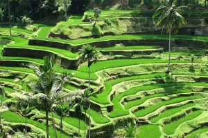 Keindahan Pemandangan Terasering Tegallalang