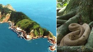 Pulau Ular, Brasil