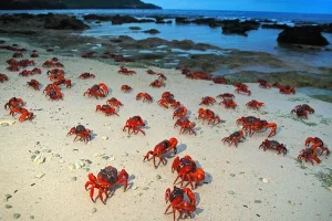 Pulau Christmas, Australia