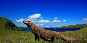 Pulau Komodo, Indonesia